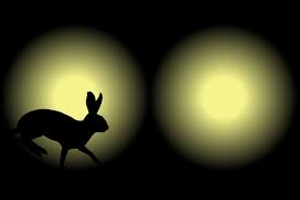 rabbit in headlights